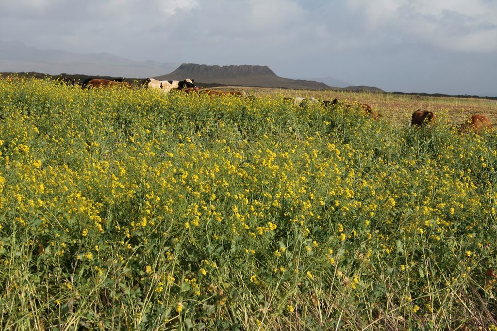 Snorrastadir Farm Holidays Borgarnes Exterior foto